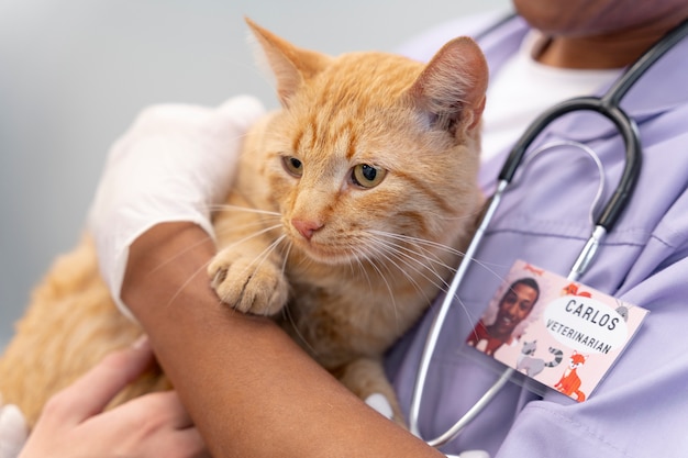 Cerca de veterinario cuidando mascota