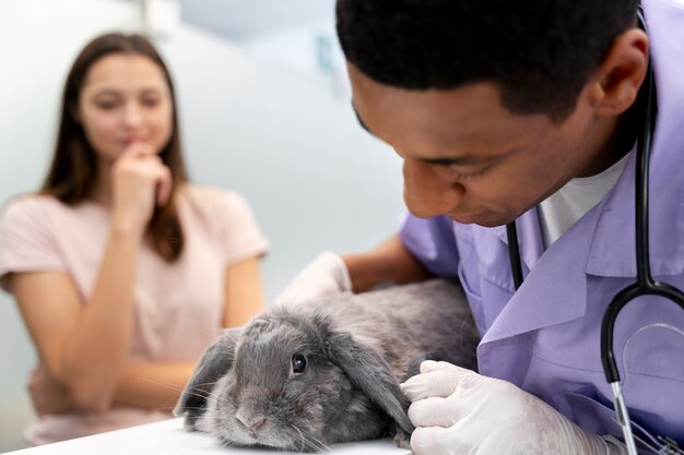 Cerca de veterinario cuidando mascota