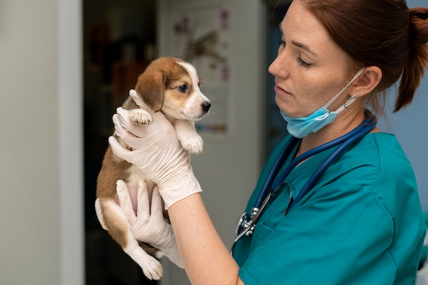 Cerca de veterinario cuidando perro