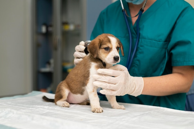 Cerca de veterinario cuidando perro