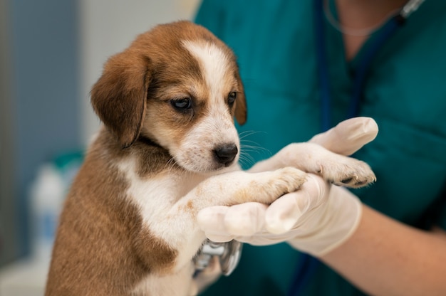 Cerca de veterinario cuidando perro