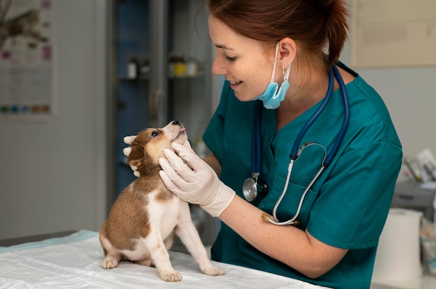 Cerca de veterinario cuidando perro