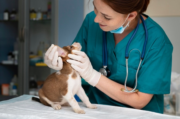 Cerca de veterinario cuidando perro