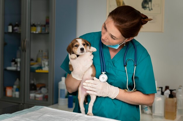 Cerca de veterinario cuidando perro