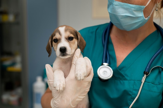 Foto gratuita cerca de veterinario cuidando perro