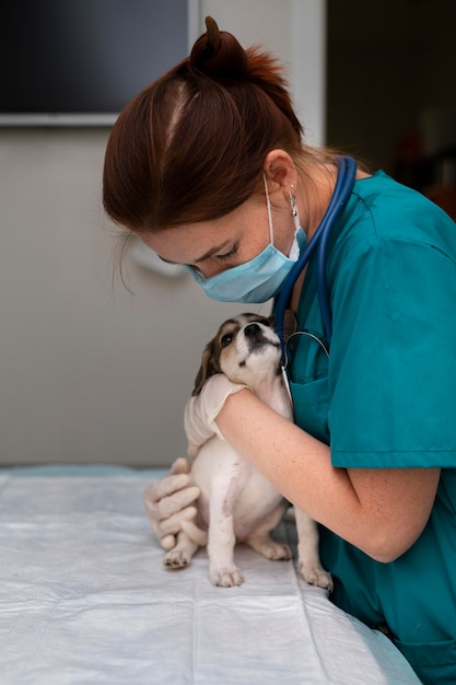 Cerca de veterinario cuidando perro