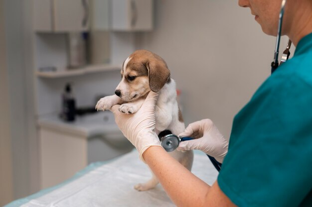 Cerca de veterinario cuidando perro