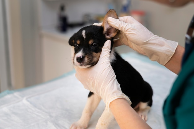 Cerca de veterinario cuidando perro