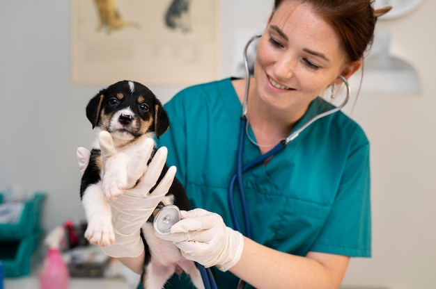 Cerca de veterinario cuidando perro