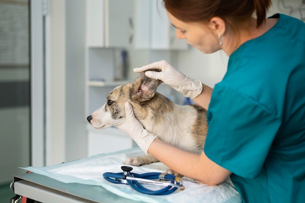 Cerca de veterinario cuidando perro