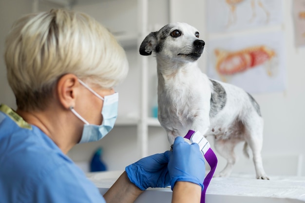 Cerca de veterinario cuidando perro