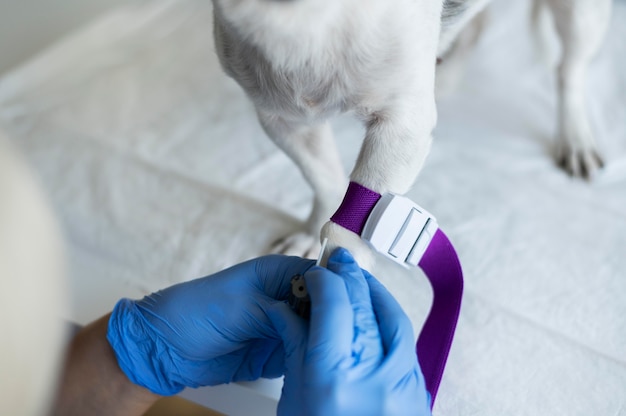 Cerca de veterinario cuidando perro