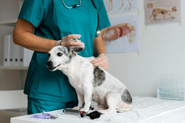 Cerca de veterinario cuidando perro