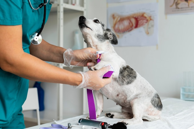 Cerca de veterinario cuidando perro