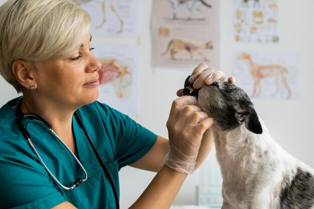 Cerca de veterinario cuidando perro