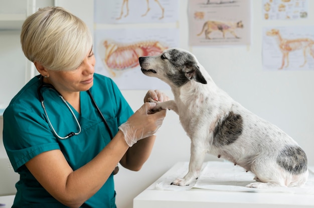 Cerca de veterinario cuidando perro