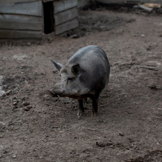 Cerdo de alto ángulo en la granja