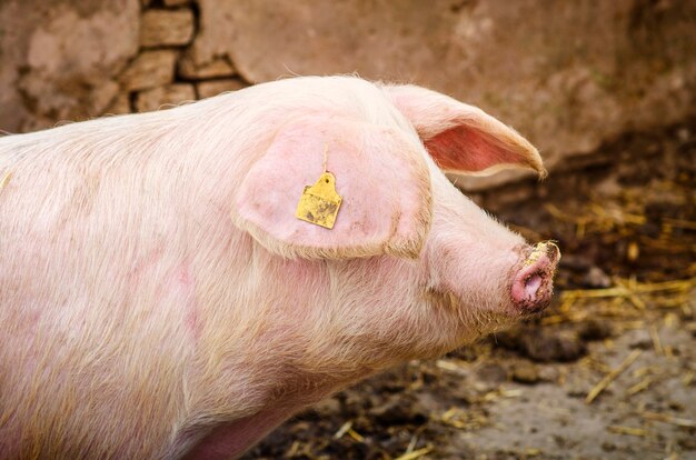 Cerdo animal doméstico en la granja.
