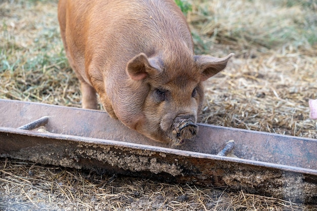 Cerdo comiendo de un comedero en el pasto