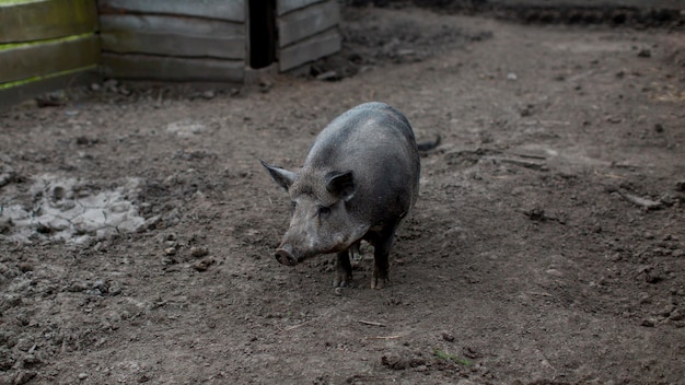 Foto gratuita cerdo en la granja