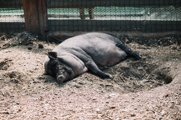 Cerdo negro tirado en el suelo en la granja