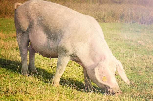 Cerdo pastando en el campo