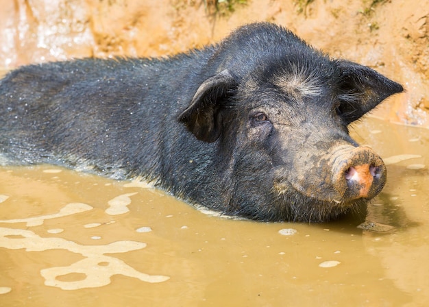 Foto gratuita cerdo vietnamita