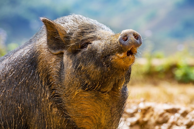 Foto gratuita cerdo vietnamita