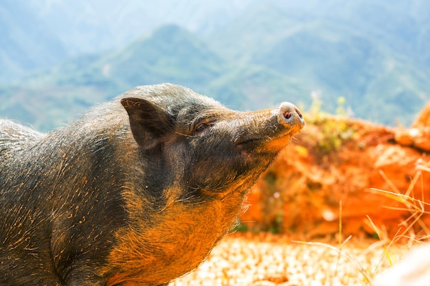 Foto gratuita cerdo vietnamita