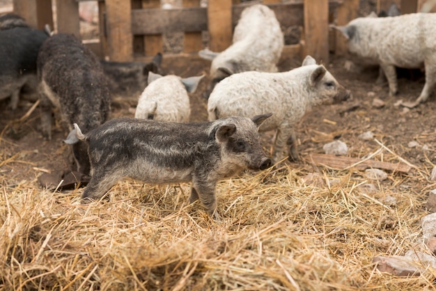 Foto gratuita cerdos en la pocilga de una granja