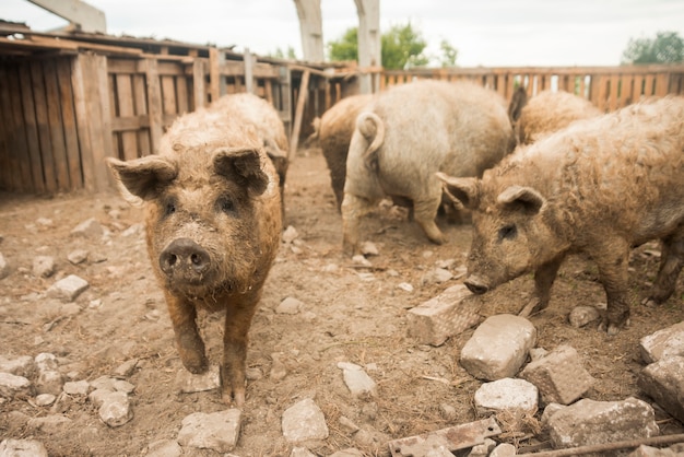 Cerdos en la pocilga de una granja