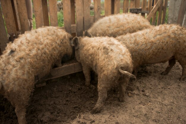 Cerdos en la pocilga de una granja