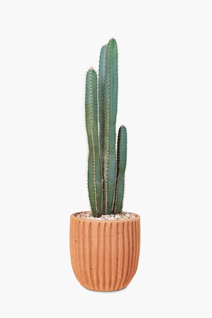 Foto gratuita cereus cactus en una olla