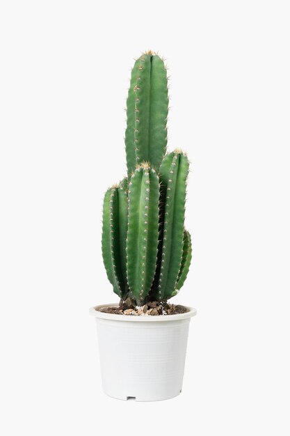 Cereus Cactus en una olla