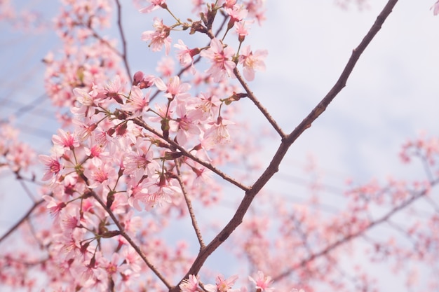 Foto gratuita cereza rosa flor pétalo temporada fresco