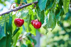 Foto gratuita cerezo con cerezas maduras