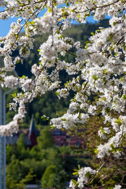 Cerezos en flor contra un espacio de verdes montañas