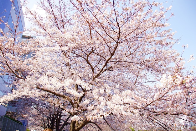 Cerezos en flor en Japón en abril