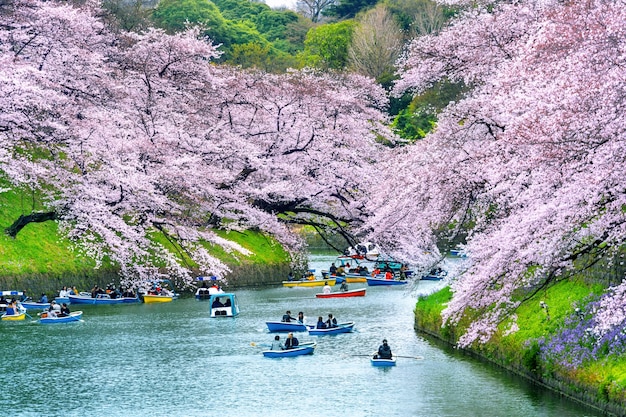 Foto gratuita cerezos en flor en el parque chidorigafuchi en tokio, japón.