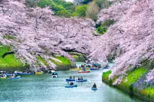 Foto gratuita cerezos en flor en el parque chidorigafuchi en tokio, japón.