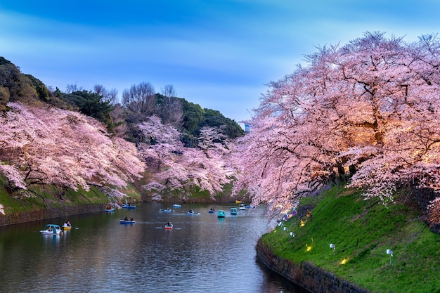 Cerezos en flor en el parque Chidorigafuchi en Tokio, Japón.