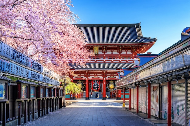 Cerezos en flor y el templo Sensoji en Asakusa, Tokio, Japón.