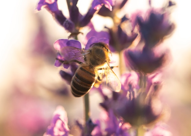 Cerrar abeja en planta de lavanda