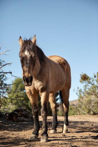 Cerrar a caballo en la naturaleza