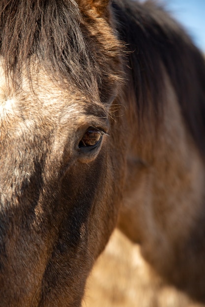 Foto gratuita cerrar a caballo en la naturaleza