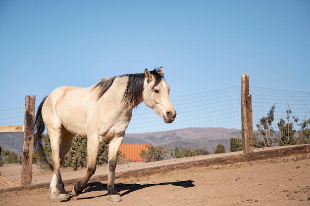 Cerrar a caballo en la naturaleza