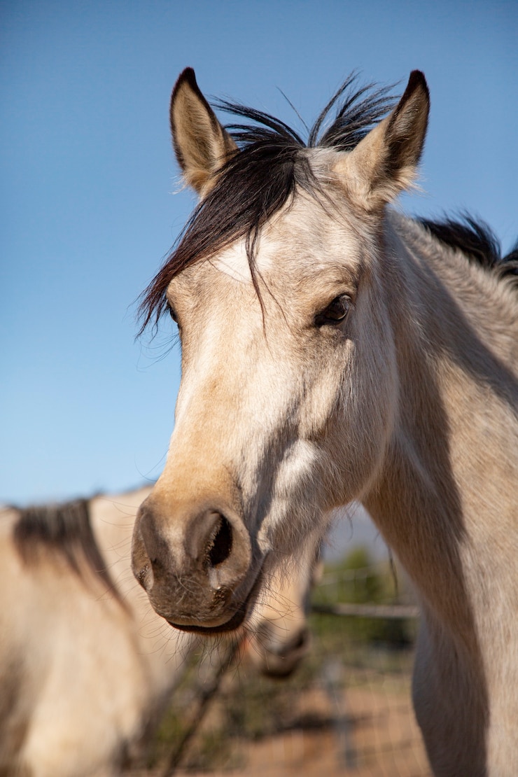 Foto gratuito cerrar a caballo en la naturaleza