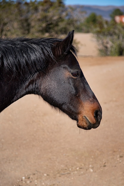 Foto gratuita cerrar a caballo en la naturaleza