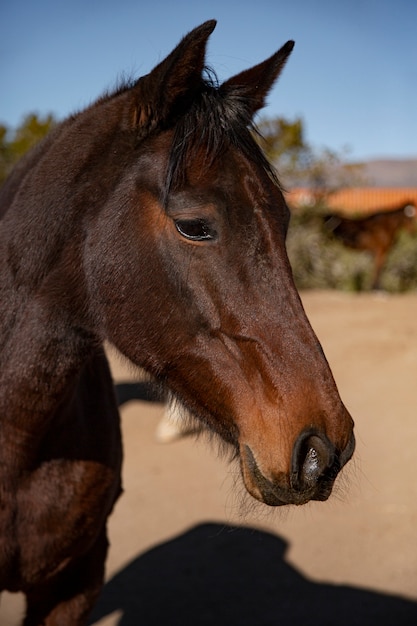 Cerrar a caballo en la naturaleza