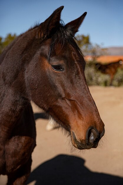 Cerrar a caballo en la naturaleza